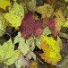 Maple 3